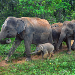 Sri Lanka Elefantenfamilie