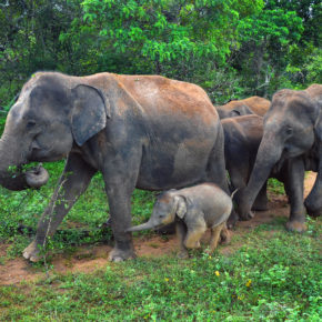 Die TOP 14 der schönsten & artenreichsten Nationalparks auf Sri Lanka