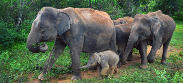 Die TOP 14 der schönsten & artenreichsten Nationalparks auf Sri Lanka