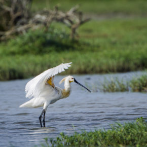 Sri Lanka Eurasian Spoonbill