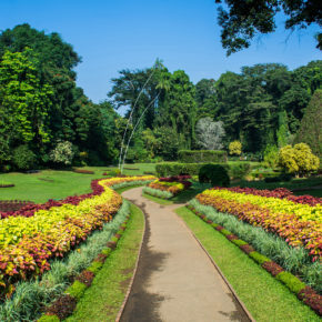Sri Lanka Kandy Botanischer Garten
