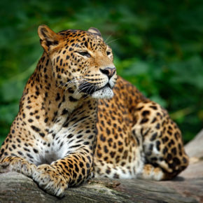 Sri Lanka Leopard