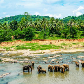 Sri Lanka Pinnawala