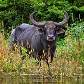 Sri Lanka Wasserbuffalo