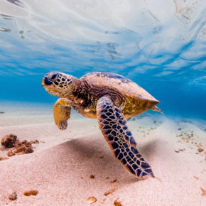USA Hawaii Schildkröte