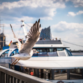 Hamburg Hafen Möwe Schiff