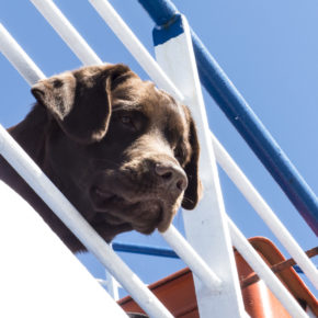 Kreuzfahrt mit Hund: Wichtige Infos & Angebote