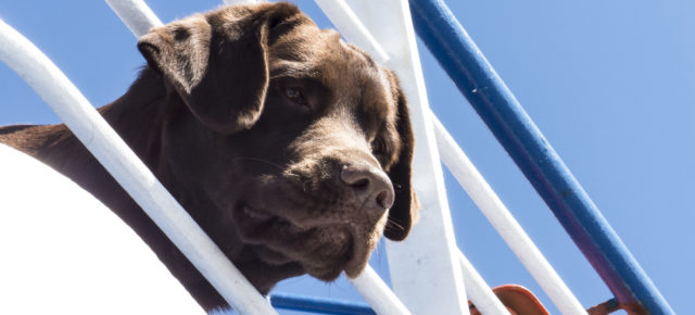 Kreuzfahrt mit Hund: Wichtige Infos & Angebote