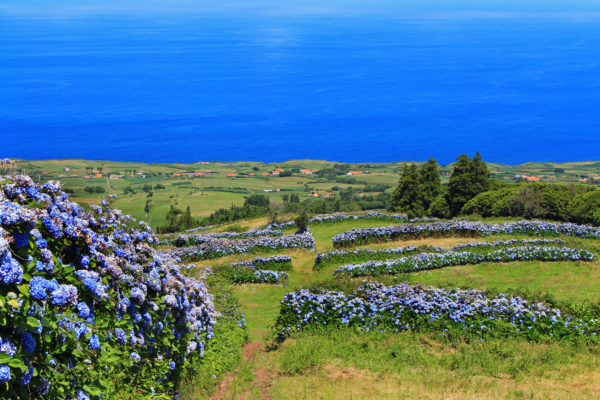 Azoren Faial Hortensien