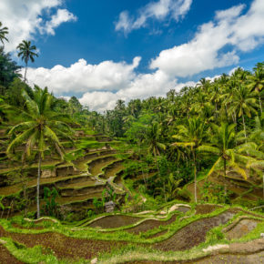 Bali Ubud Reisterrassen