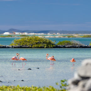 Bonaire Tipps: Das Taucherparadies in der Karibik