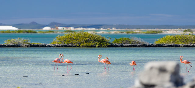 Bonaire Tipps: Das Taucherparadies in der Karibik