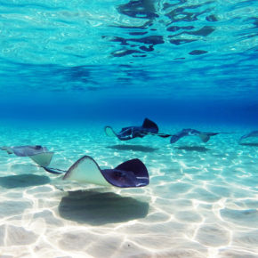 Karibik-Kreuzfahrt: 8 Tage auf der Harmony of the Seas mit Vollpension ab 659€