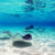 Cayman Islands Rochen Unterwasser