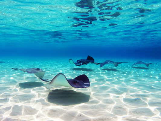 Cayman Islands Rochen Unterwasser