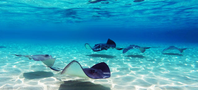 Karibik-Kreuzfahrt: 8 Tage auf der Harmony of the Seas mit Vollpension ab 659€