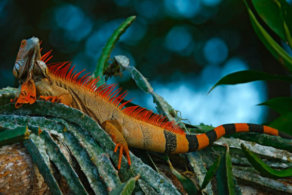 Costa Rica Corcovado Nationalpark Echse