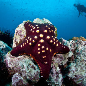 Costa Rica Tauchen Seestern