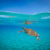 Curacao Meeresschildkroete