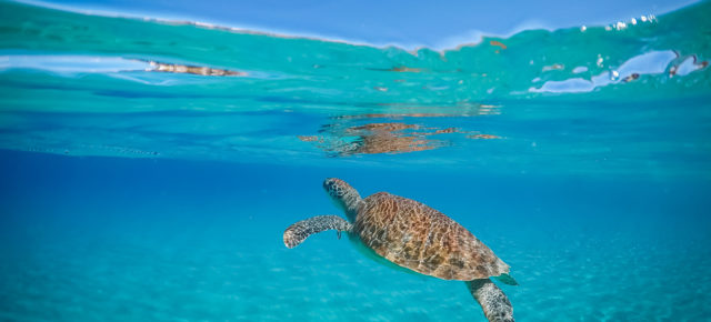 Tipps für einen Ausflug nach Klein Curaçao: Tauchen, Schnorcheln & Entspannung im Paradies