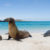 Ecuador Galapagos Inseln Seelöwe Strand