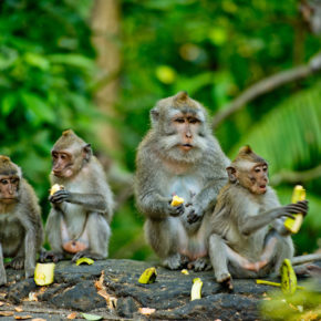 Indonesien Bali Monkey Forest