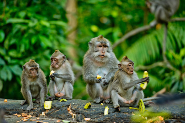Indonesien Bali Sehenswürdigkeiten Monkey Forest
