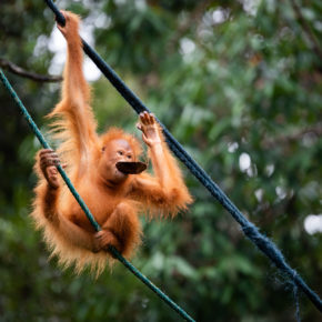 Indonesien Borneo Affe