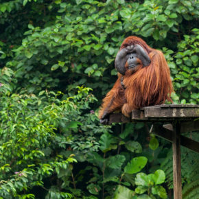 Indonesien Borneo Semenggoh Nationalpark