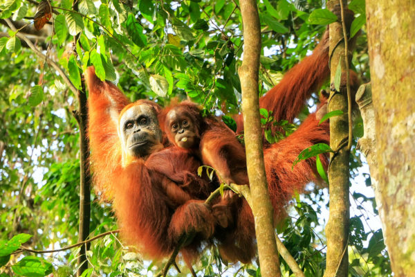 Indonesien Sumatra Gunung Leuser Orang Utan