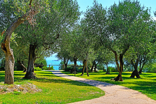 Italien Gardasee Sirmione Olivenbaeume