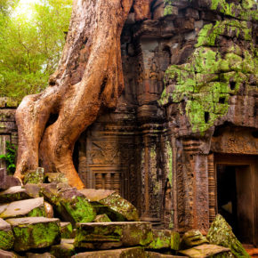 Kambodscha Angkor Wat Ta Prohm Tempel
