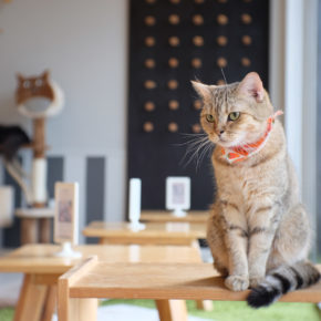 Kuscheliges Highlight: Die TOP 5 Katzencafés weltweit