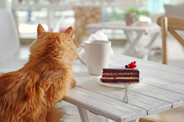 Katzencafe Katze Kuchen