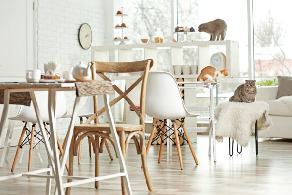Katzencafe Modern