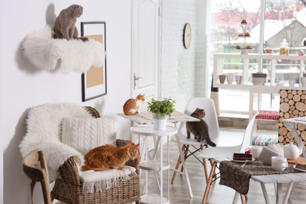 Katzencafe modern