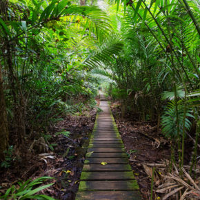 Borneo Rundreise: Routen, Transportmittel & Kosten