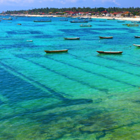 Nusa Lembongan Seegras