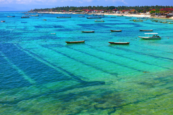 Nusa Lembongan Seegras