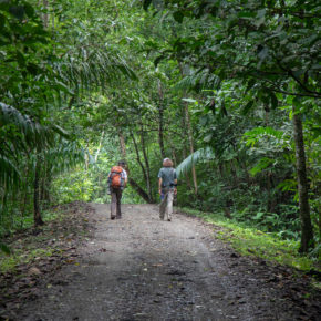 Panama Gamboa Regenwald