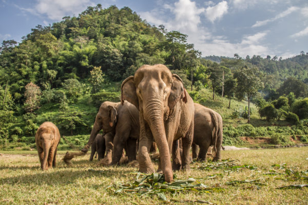 Thailand Chiang Mai Elefanten