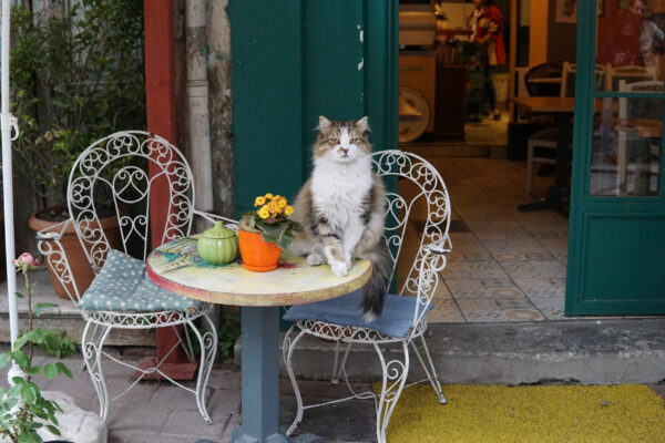 Türkei Istanbul Katze