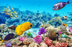 Auszeit in Ägypten: 7 Tage im guten 4* Hotel mit All Inclusive, Flug & Transfer nur 441€