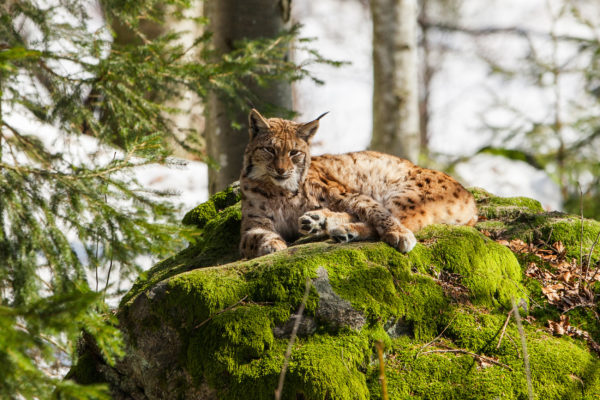 Bayern Nationalpark Bayerischer Wald-luchs