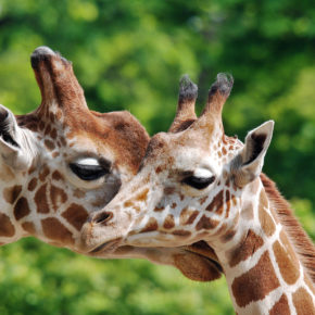 Tierisch was los: Die 12 besten Zoos in Deutschland
