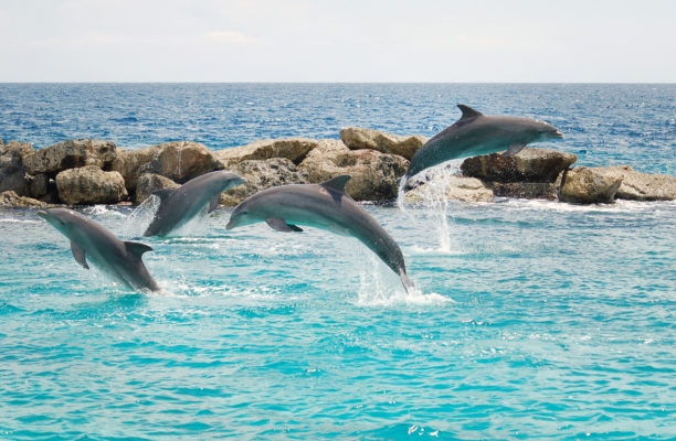 Curacao Delfine
