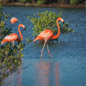 Curaçao Aktivitäten: Die Top 10 der besten Ausflugsziele