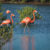 Curacao Jan Kok Salt Plans Flamingos