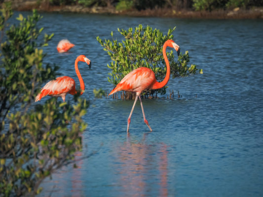 Curacao Jan Kok Salt Plans Flamingos