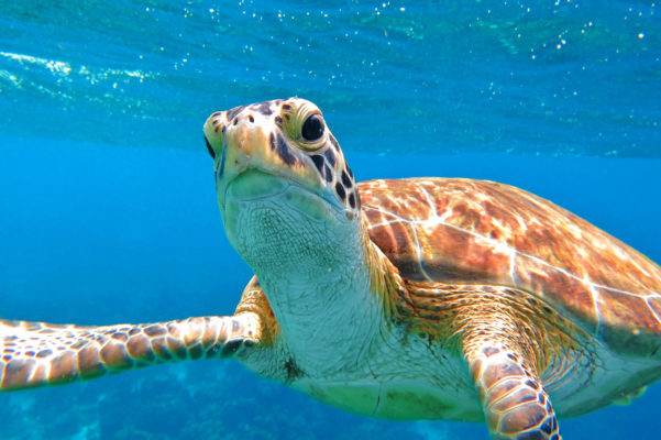 Curacao Tauchen Playa Grandi